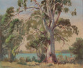 A Tauranga Gum
