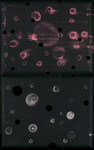 Untitled (diptych)