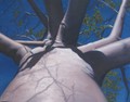 Boab #2