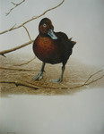Portrait of a Brown Teal