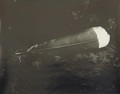 Te Huia te rae "The Huia on my brow"