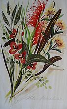 Study of Australian Wildflowers I