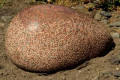 Omphalos (belly button/pito of the Earth)