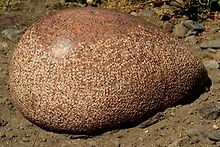 Omphalos (belly button/pito of the Earth)